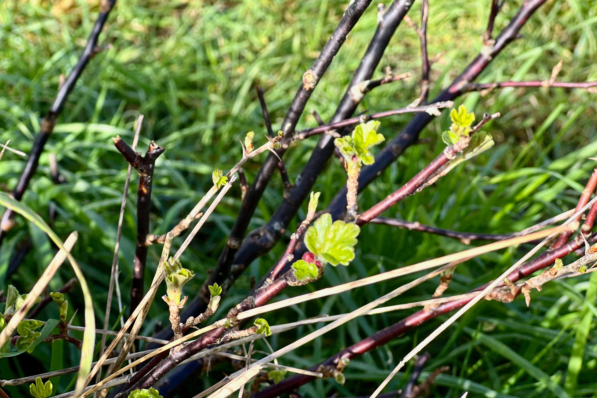 Several fruit bushes were already established including gooseberries and black and red currants