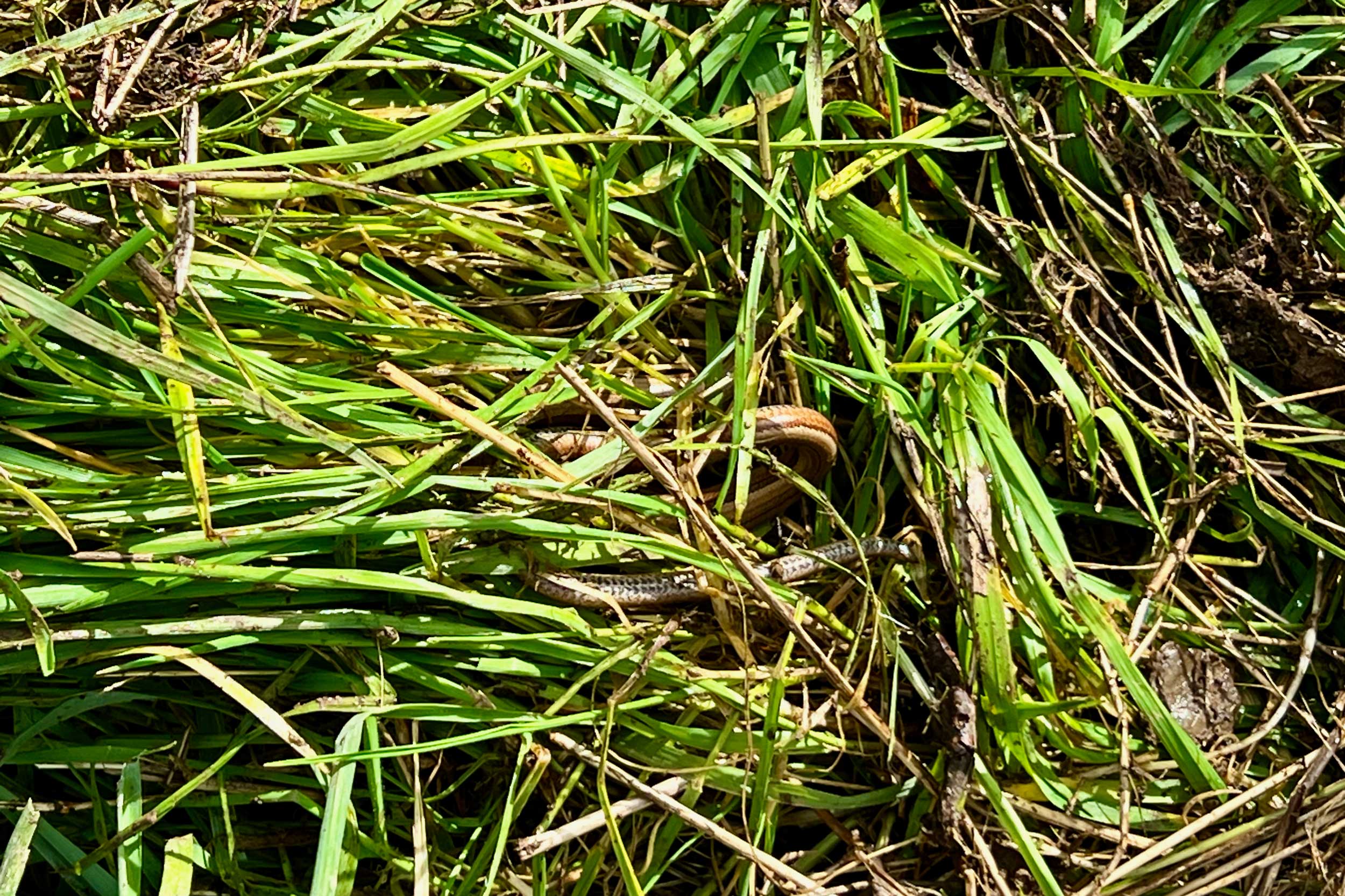 We're also discovering wildlife including several lovely, sleepy slow worms which we're carefully looking after