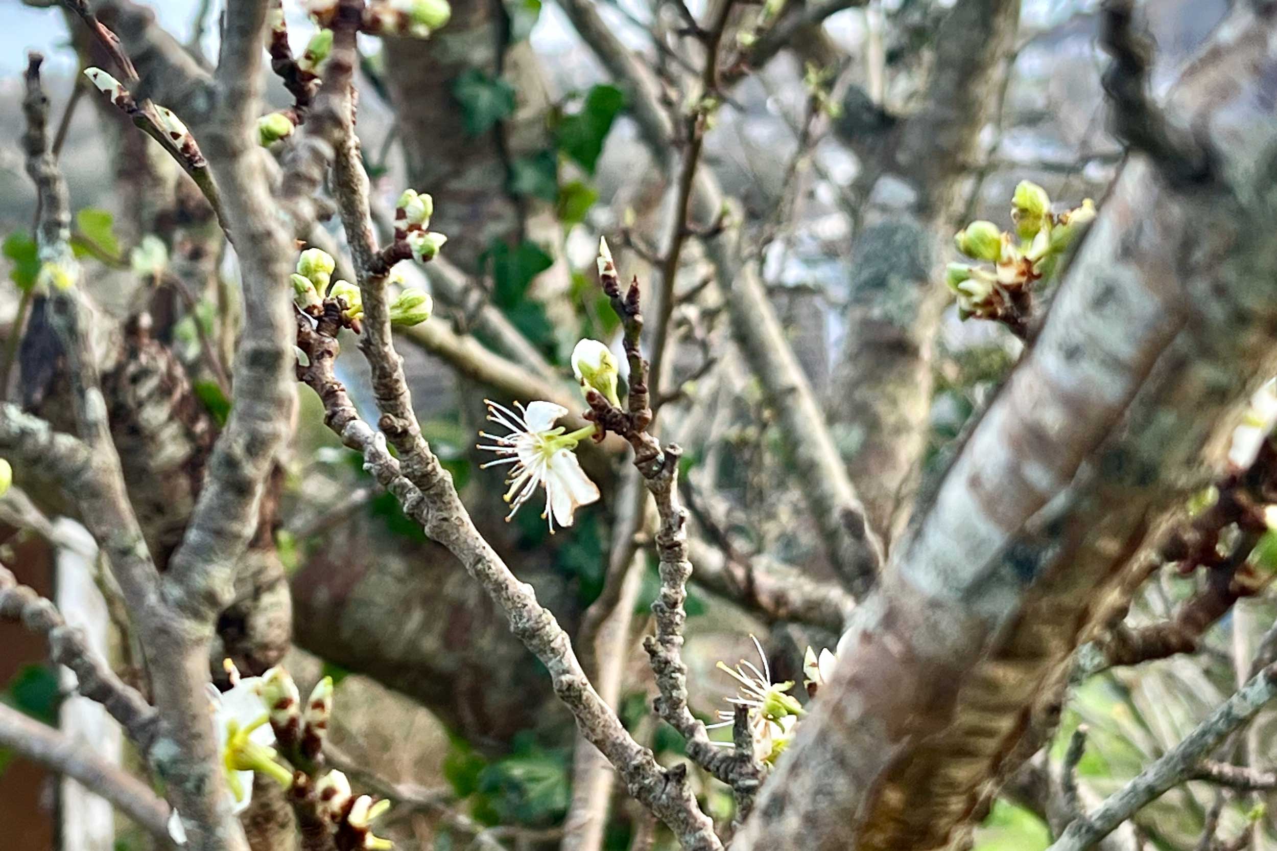 Several fruit trees are on the site too, including apple, fig and plum
