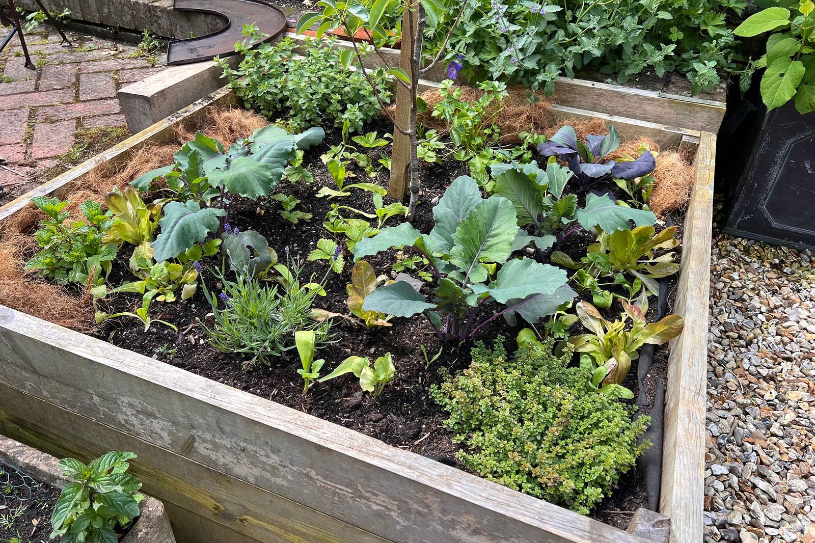 Creating a potager in the back garden